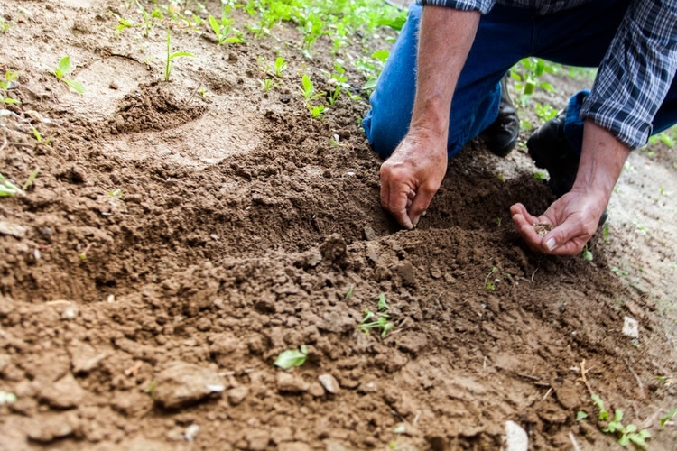 Le développement durable chez Adeo 