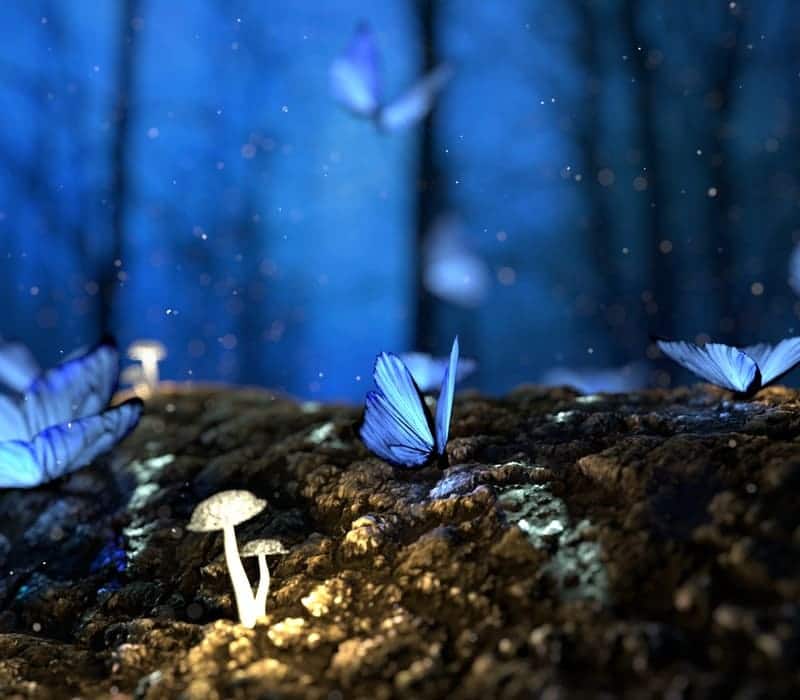 Le papillon bleu